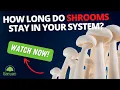 How long do shrooms stay in your system