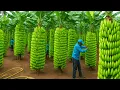 Download Lagu Transporting Thousands of Tons of Bananas This Way – Banana Farming and Harvesting