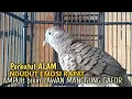 Download Lagu perkutut lokal gacor NDUDUT EMOSI Ampuh MEMANGGIL LAWAN LANGSUNG MANGGUNG, pancingan perkutut lokal