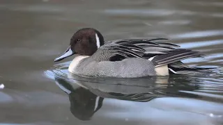 Northern Pintail Hunting صوت البلبول Waterfowl 
