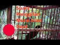 Download Lagu suara panggilan burung murai irian