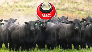 Coolie Angus LOT 31 W39