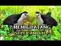 Download Lagu SUARA PIKAT RUAK RUAK HANDAL DAN AMPUH CEPAT DATANG