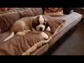 Dexter 8week old St Bernard puppy meets Bear Newfoundland