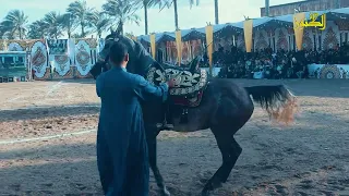 رقص بالحصان على المزمار من مهرجان البحيره للخيول دندنها