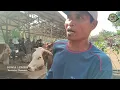 Download Lagu HARGA SAPI BABON NAIK‼️Update Sapi Babon di Pasar Siyonoharjo Gunungkidul‼️
