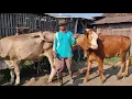 Download Lagu UPDATE HARGA SAPI BETINA INDUKAN TERBARU! Pasar Pon Pati 8 Oktober 2025