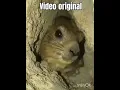 Download Lagu Video original #memes