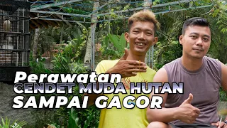 Download Perawatan Burung MH Cendet Muda Hutan Agar Bisa Cepat Gacor MP3