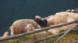 يا راعي القصب فيروز 