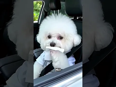 Our Dog Thinks He's Driving 😂