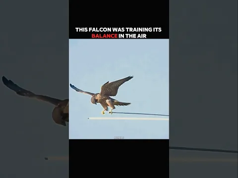 This Falcon Mastered the Art of Balance! #trending #animals #wildlife #youtubeshorts