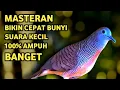 Download Lagu Perkutut Lokal Gacor Suara Super Kristal - Pancingan Malas Bunyi  (99%AMPUH BANGET)