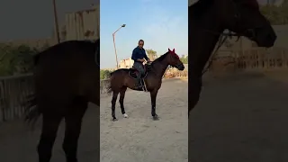 طريقة تجميع الحصان أثناء الركوب                   دندنها