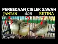 Download Lagu Ciri-ciri dan membedakan anakan ciblek sawah jantan betina jelas