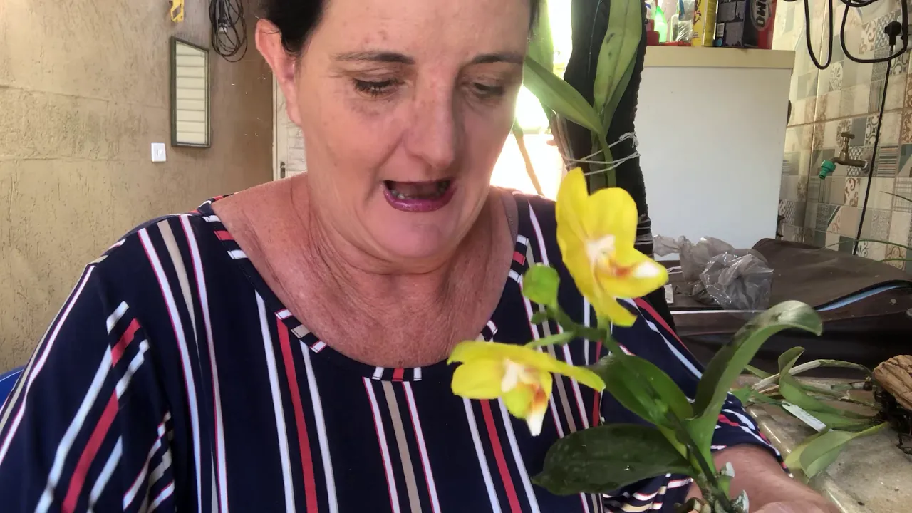 COMO PLANTA ORQUÍDEAS QUE VEM DOS ORQUDARIO