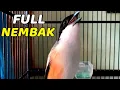 Lagu SUARA CENDET GACOR FULL ISIAN AMPUH PANCINGAN CENDET AGAR BUNYI bikin BURUNG PENTET GACOR FULL EMOSI