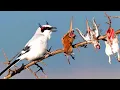 Download Lagu Deze vogel hangt zijn prooi op als een slager – zelfs gieren zijn er bang voor
