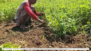 Peanut Harvest: How Hand-Pulling Transforms the Field into Market-Ready Pods