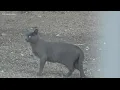 Feral cats invade Phoenix school and neighborhood