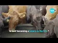 Download Lagu U.S. beef prices hit record high as cattle herd shrinks
