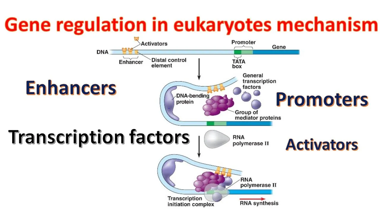 Gene regulation in Eukaryotes| Promoters | Transcription factors | Enhancers| Genetics for beginners