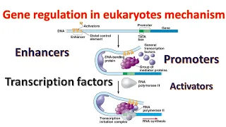 Download Gene regulation in Eukaryotes| Promoters | Transcription factors | Enhancers| Genetics for beginners MP3