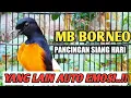 MURAI BORNEO KALIMANTAN GACOR BIKIN EMOSI GAYA SUJUD MEMANCING MURAI LAIN BUNYI