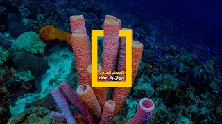 الإسفنج البحري حيوان بلا أعضاء 