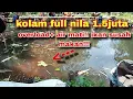Lagu Air mati, ikan over❗❗❗pemancing stres lihat ikan segini banyaknya cuma ngelihatin umpan❗❗
