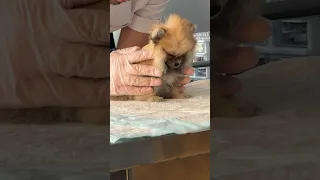 من از بچگیم عاشق ماساژ بودم شما چطور My Childhood Dog Tp Pet Puppy Tpthedog 