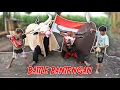 Download Lagu film pendek | BWOCIL LOMBA AGUSTUSAN BATTLE BANTENGAN KEBO BULE VS KEBO GIRO