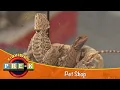 Pet Shop Virtual Field Trip KidVision Pre-K