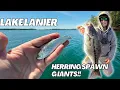 This is the BEST LAKE EVER Lake Lanier GIANT Springtime Bass