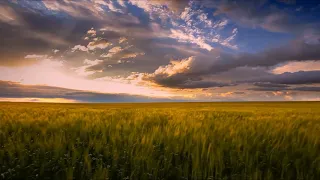 Relaxing Wind On The Wheat Field 