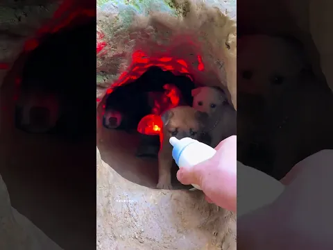 DOGGOS!!! YOU GUYS BOUGHT A NIGHTCLUB! 🐶