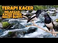 Download Lagu Relaksasi terapi kacer stres dan macet bunyi. Ampuh untuk memulihkan mental kacer. (Gemericik air)