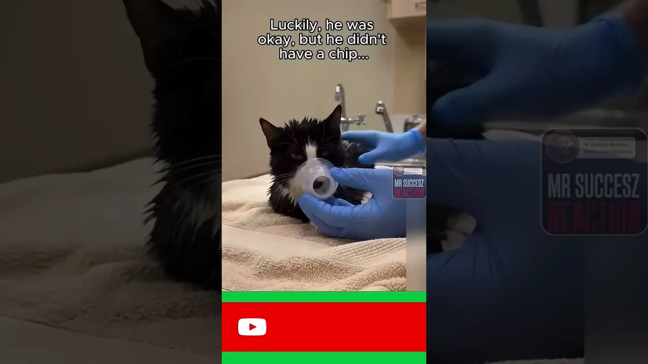 God saved the Kitty