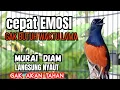 Download Lagu CEPAT NAIKAN EMOSI 🔥🔥Gak Akan Berhenti NY4UT MURAI Mendengar PANCINGAN INI !! LANGSUNG BONGKAR ISIAN
