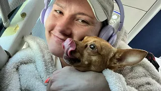 In spanglish traveling with a service dog in LA