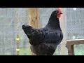 Jersey Giant Chickens Dual Purpose Heavyweights