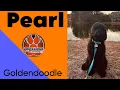 Jacksonville N C Dog Trainers