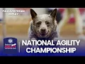 2026 AKC National Agility Championship Full Livestream Replay