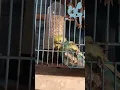 Download Lagu UNTUNG KETAUAN Burung Parkit Kejepit Di Kandang #burungparkit #budgie