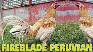 PURE PERUVIAN Fireblade Farm Mario Lawingco - Beautiful Black Birds