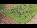 Before and after lawn repair(2)