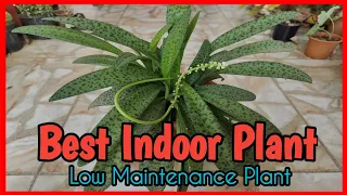 Silver Squil Plant Details Care ।। Easy Maintanence Plant ।।