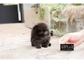 True Teacup Black Pomeranian Teddy Bear Kasey - Rolly Teacup Puppies