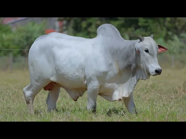 Touro Nelore SABZ - 49