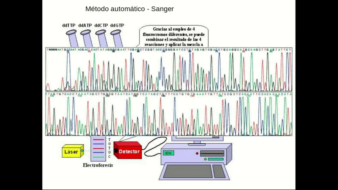 Diseño de primers y análisis de secuenciamiento de genes